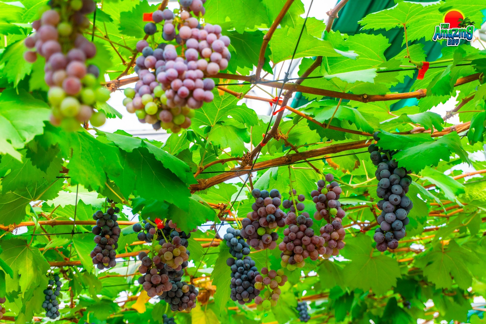 THE GRAPES HAVE ALREADY ripened on their branches.....